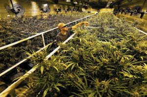 California marijuana business applications
