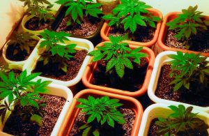 Cannabis distribution permits