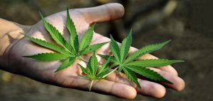 Online cannabis institute