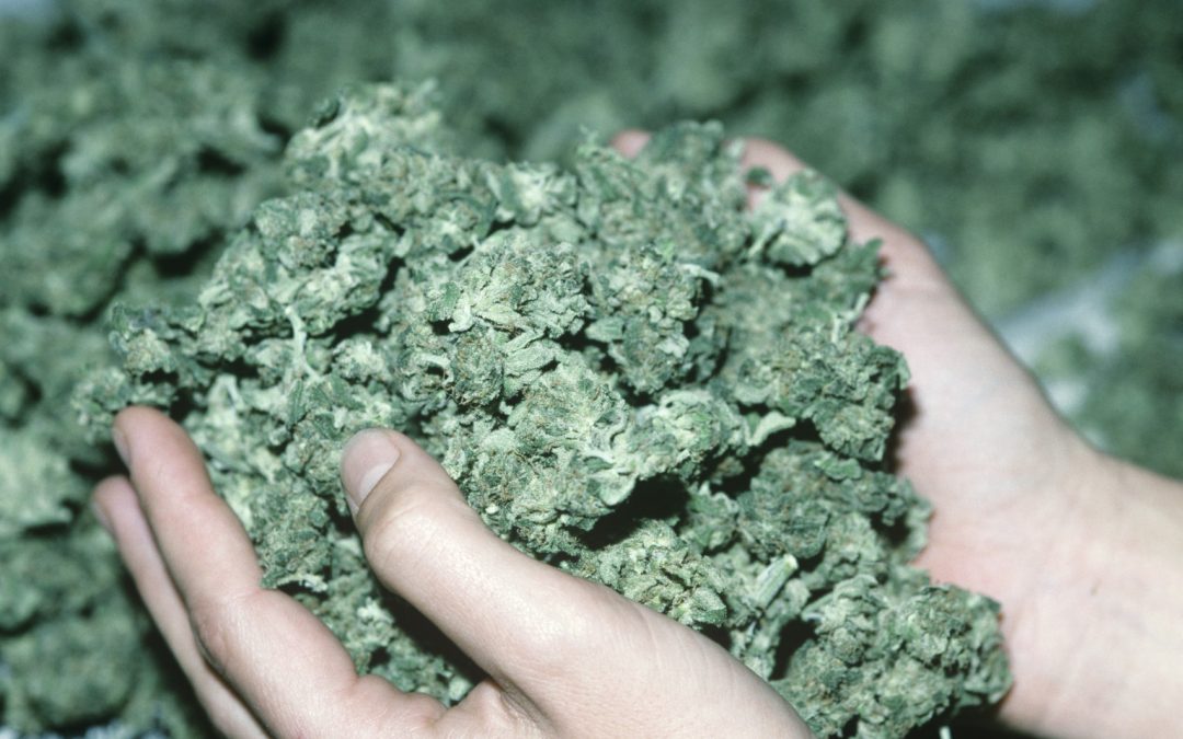 Online marijuana academy