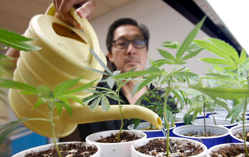 California Pot University
