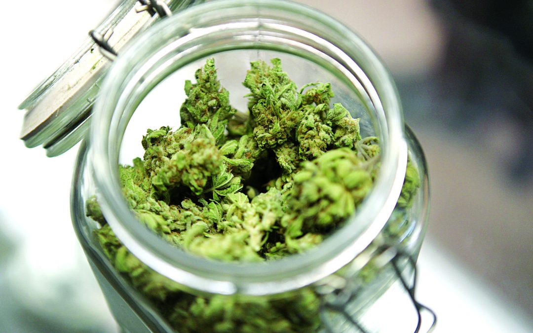Weed business courses